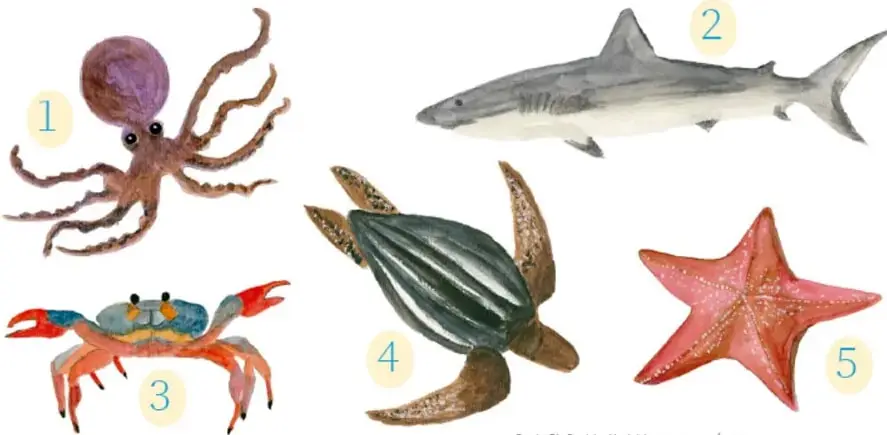 Cinco animales marinos numerados del 1 al 5: pulpo (1), tiburón (2), cangrejo (3), tortuga marina (4) y estrella de mar (5).