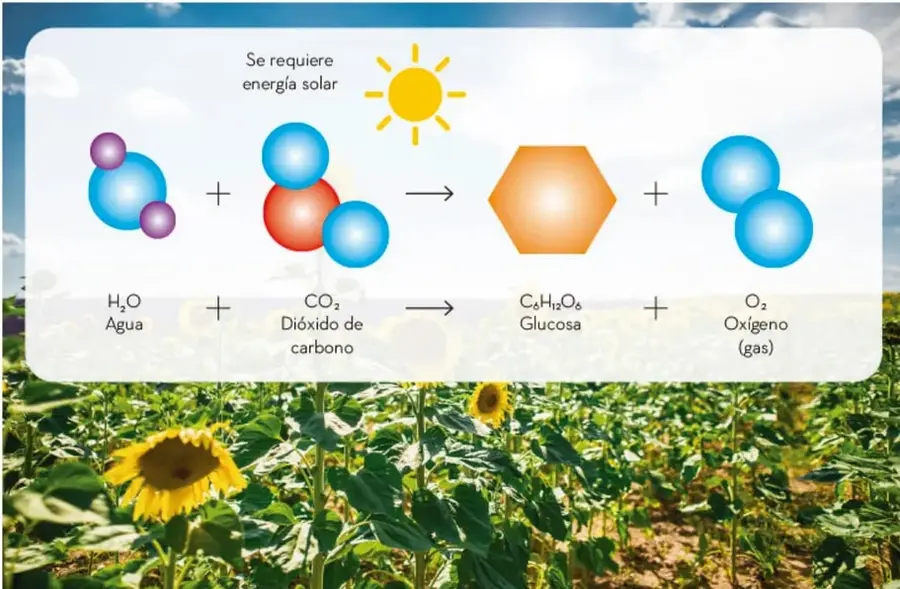 Infografía que muestra la ecuación de la fotosíntesis: 6 CO2 + 6 H2O → C6H12O6 + 6 O2, con la indicación 'Se requiere energía solar' y un sol. Debajo, un campo de girasoles.