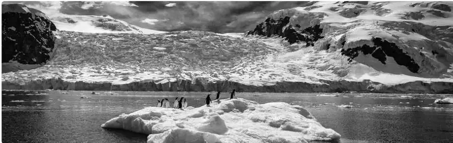 Paisaje antártico con nieve, hielo, un bloque de hielo flotante y un grupo de pingüinos sobre él.