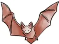 Ilustración de un murciélago con las alas extendidas.