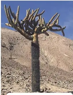 Fotografía de un cactus candelabro: cactus columnar con brazos, en un terreno árido.