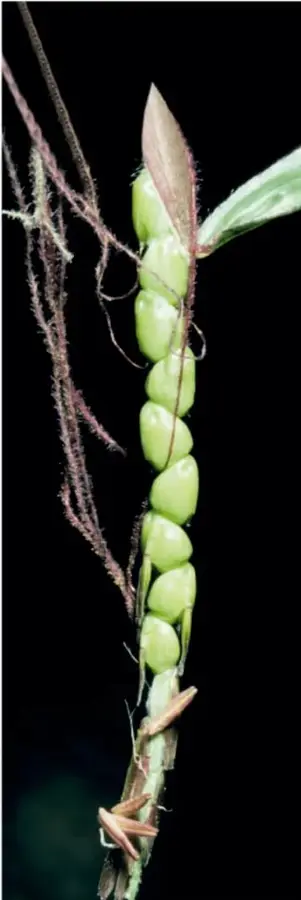 Fotografía de una mazorca joven y silvestre de maíz (posiblemente teocintle) con granos verdes dispuestos en una sola hilera vertical sobre el tallo, con hojas y brácteas secas alrededor, sobre fondo oscuro.