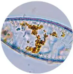Persona usando un microscopio en un laboratorio, con plantas al fondo.