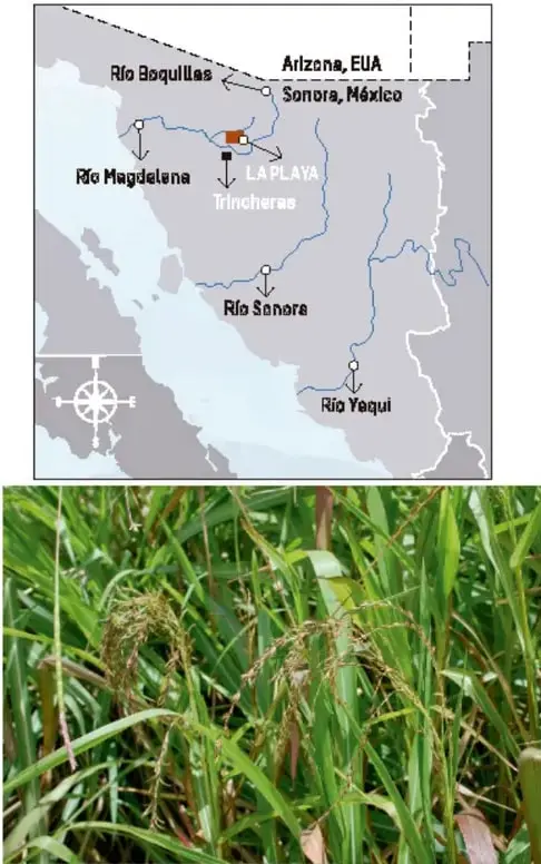 Fotografía de plantas de maíz en un cultivo, con la leyenda sobre la fecha de maíz más temprana del noroeste de México.