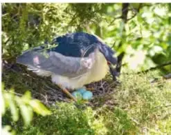 Fotografía de un ave en su nido con huevos, representando la incubación.