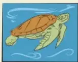Ilustración de una tortuga marina nadando.