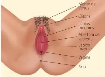 Ilustración anatómica de la vulva con etiquetas para el monte de Venus, clítoris, labios menores, abertura de la uretra, labios mayores, vagina y ano.