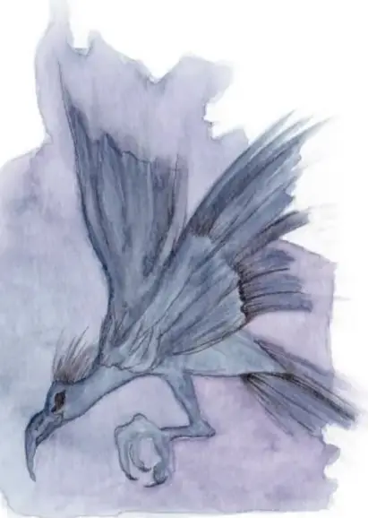 Ilustración en acuarela del ave Dtundtuncan volando, de plumaje gris oscuro y envergadura amplia.