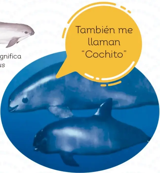Fotografía ovalada de dos vaquitas marinas bajo el agua en tonos azules, con un globo amarillo que dice 'También me llaman Cochito'.