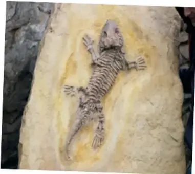 Fotografía de un fósil de lagarto incrustado en una roca amarillenta, con todo su esqueleto visible.