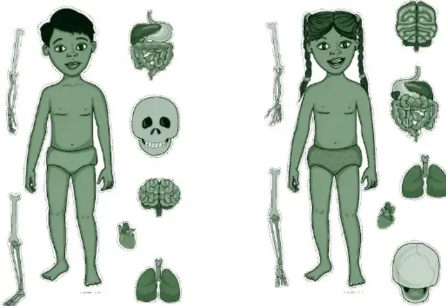 Dos figuras recortables —un niño y una niña— acompañadas de piezas anatómicas: esqueleto de brazos y piernas, sistema digestivo, cráneo, cerebro, corazón, pulmones y casco craneal.