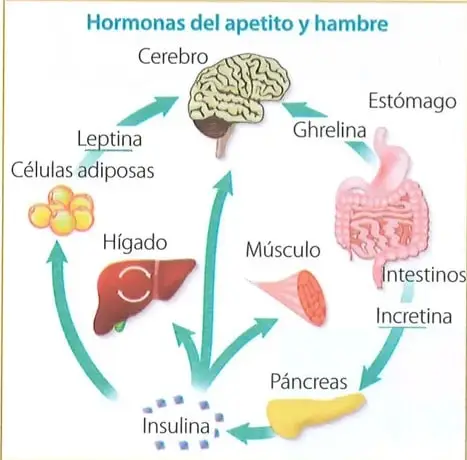 Esquema de las hormonas del apetito y el hambre. Relaciona el cerebro, el estómago, los intestinos, el páncreas, el hígado, el músculo y las células adiposas con la grelina, la incretina, la insulina y la leptina.