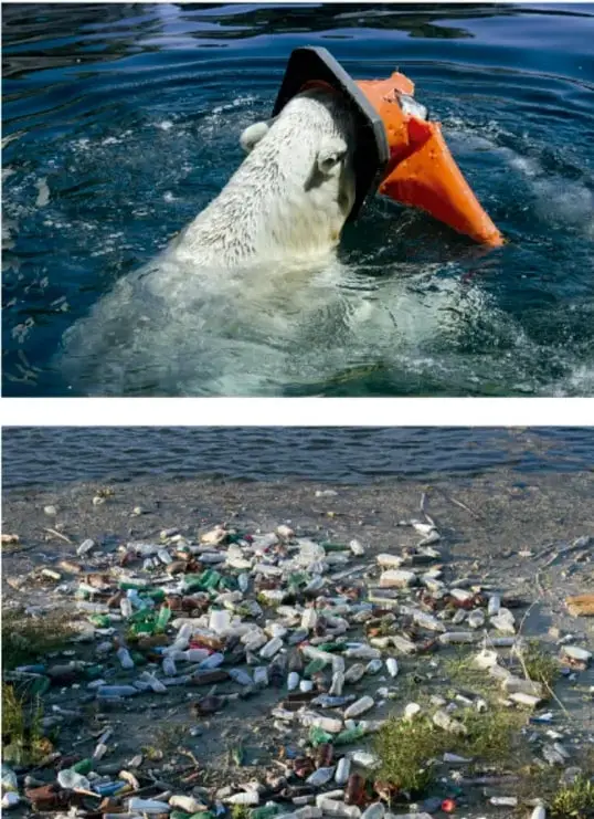 Fotografía de un animal marino nadando con un objeto plástico naranja atorado en el hocico, ilustrando el daño del plástico a la fauna.