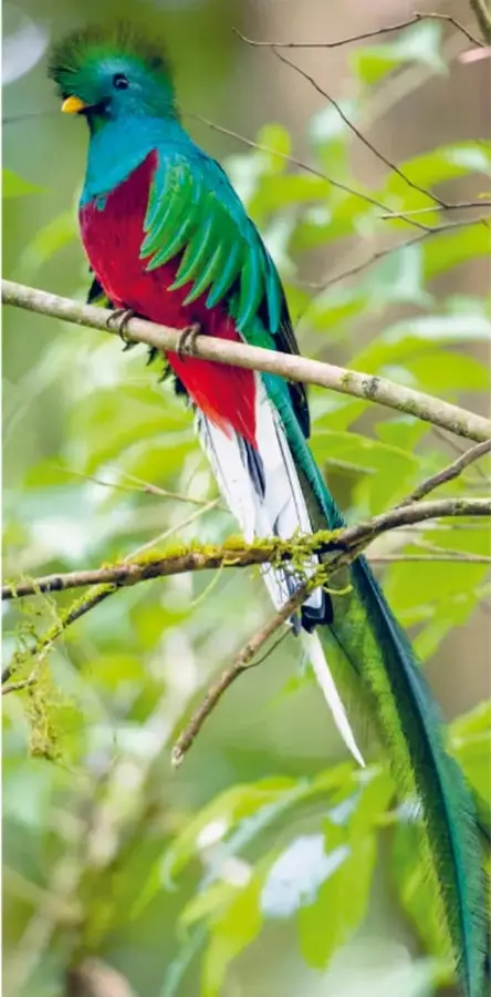 Fotografía de un quetzal, ave con plumas verdes brillantes, pecho rojo, cresta y larga cola, posado en una rama entre vegetación. Es el ave símbolo de Guatemala.