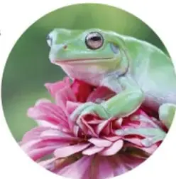 Rana verde sobre una flor rosada, ejemplo de materia viva.