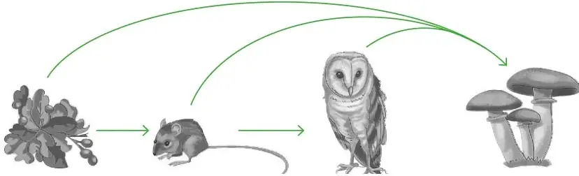Esquema de una cadena alimentaria de montaña: un maqui, un ratón de cola larga, una lechuza y hongos. Las flechas verdes muestran el flujo desde el maqui al ratón y de este a la lechuza; además, flechas curvas salen del maqui, del ratón y de la lechuza hacia los hongos.