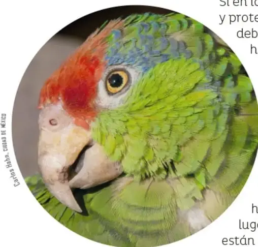 Fotografía circular con el primer plano de la cabeza de una guacamaya verde: frente roja, ojo claro y pico grande. Crédito: Carlos Hahn, Cuernavaca de México.
