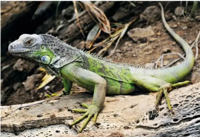 Iguana verde y gris posada sobre un tronco o roca, de perfil, con el fondo de tierra y hojas secas.