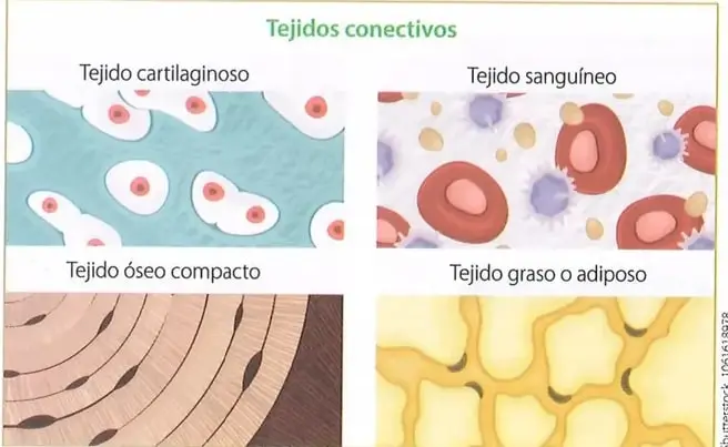 Figura 2 de Ciencias Naturales 10° · 2025