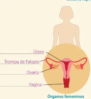 Recuadro sobre diversidad funcional en el aula que recomienda ubicarse en un lugar con buena acústica o desde donde se facilite la lectura labial.