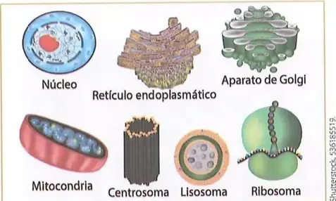 Figura 2 de Ciencias Naturales 8° · Egb 8 Ciencias Naturales 2025 · 2025