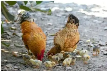 Gallina con polluelos picoteando el suelo.