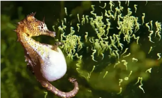 Fotografía de un caballito de mar color café claro con una bolsa blanca y redonda en la barriga, sujeto a algas verdes.
