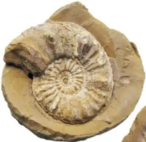 Fotografías de dos fósiles de amonites (moluscos enrollados) incrustados en piedra.