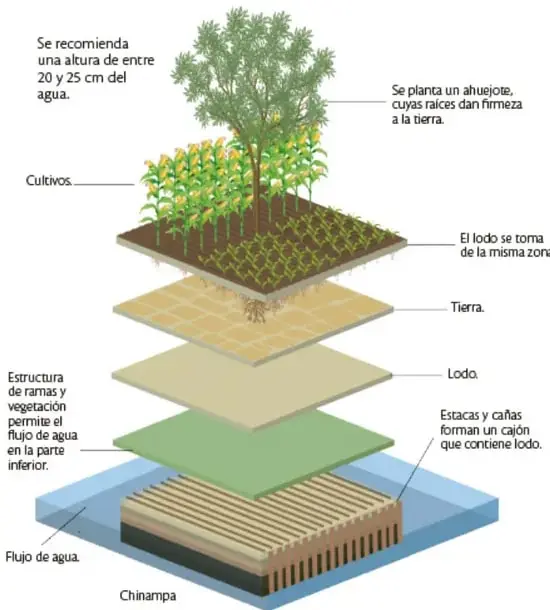 Diagrama en perspectiva de una chinampa mostrando sus capas superpuestas: flujo de agua, estacas y cañas que forman un cajón con lodo, estructura de ramas, lodo, tierra, cultivos de maíz y un ahuhote, con etiquetas explicativas.