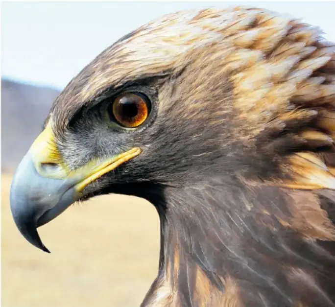 Primer plano de la cabeza de un águila real: pico gris con cera amarilla, ojo anaranjado y plumas castañas y doradas, en un paisaje claro de fondo.