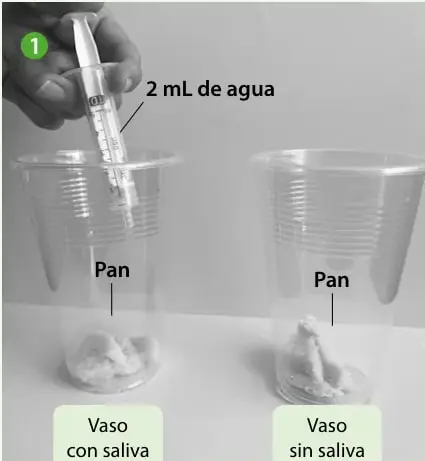 Una mano sostiene una jeringa y agrega 2 mL de agua/saliva a dos vasos transparentes con un trozo de pan en el fondo, rotulados «Vaso con saliva» y «Vaso sin saliva».
