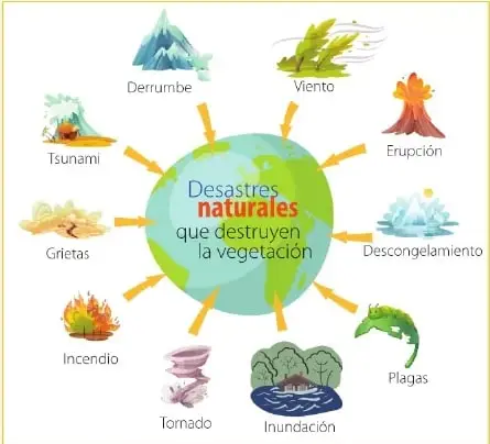 Infografía circular sobre los desastres naturales que destruyen la vegetación: tsunami, grietas, incendio, tornado, inundación, plagas, descongelamiento, erupción, viento y derrumbe.