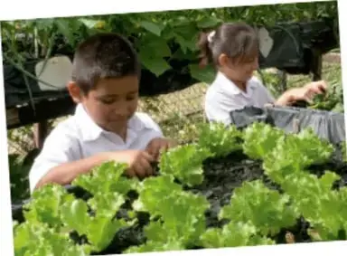 Fotografía a color de dos niños trabajando en un huerto con lechugas.
