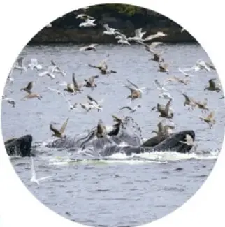 Fotografía de una bandada de aves blancas sobre un humedal con canales de agua.