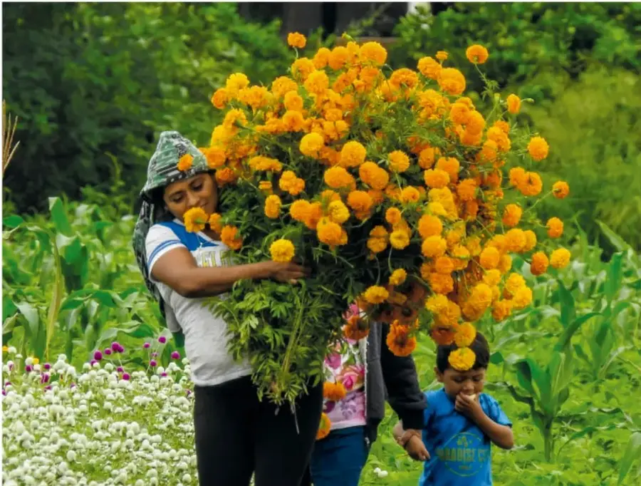 Título «Florecitas del sol» en letras naranjas tipo madera rodeadas de flores de cempasúchil dibujadas en tonos amarillos y naranjas.