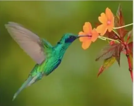 Colibrí (quinde) verde y azul libando una flor naranja.