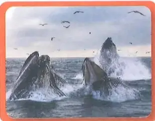 Ballenas jorobadas en el mar, utilizadas como ejemplo de asociación gregaria.