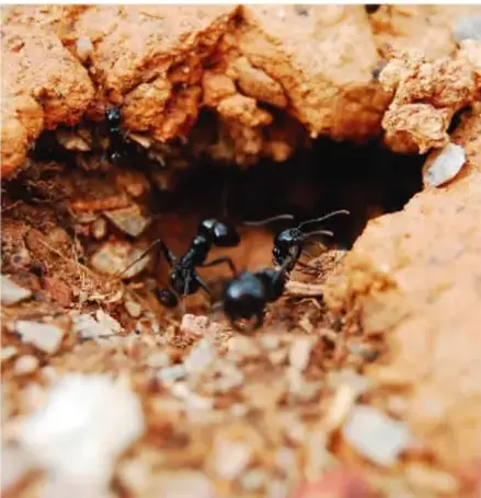 Fotografía de la entrada a un hormiguero: agujero en la tierra café con granos de arena y piedritas, con varias hormigas negras sobre la superficie.