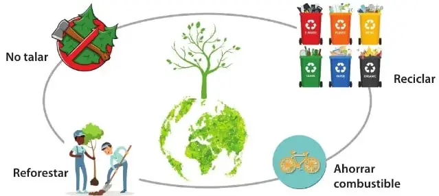 Diagrama circular con medidas para proteger los bosques: no talar, reforestar, reciclar y ahorrar combustible.