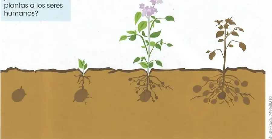 Ilustración que muestra varias etapas del crecimiento de una planta, desde la semilla hasta una planta adulta que produce semillas.