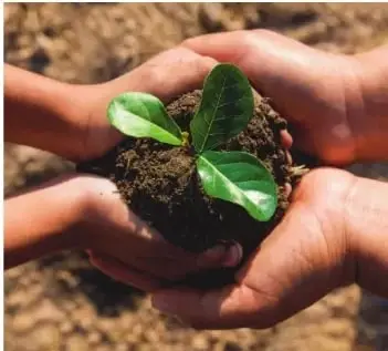 Manos que sostienen una planta joven; representa la reforestación y el cuidado de los ecosistemas.