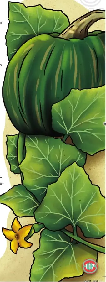 Ilustración a página completa de un gran zapallo verde maduro con sus hojas verdes nervadas, vista cercana del fruto y una flor amarilla abierta abajo a la derecha. La planta domina visualmente el lado derecho de la página.