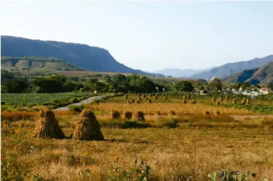 Fotografía de un campo con montones de heno (sheaves) al atardecer, montañas al fondo; ilustra el gran plano general o panorámica: vista amplia del lugar con agricultores a lo lejos.