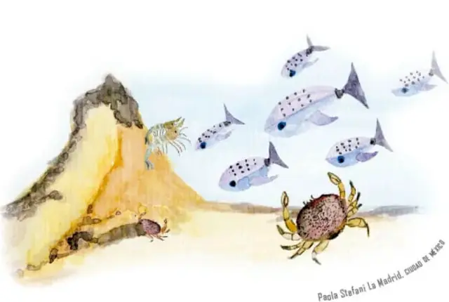 Ilustración en acuarela de un fondo marino con rocas, un cangrejo, una langosta y un banco de peces plateados.