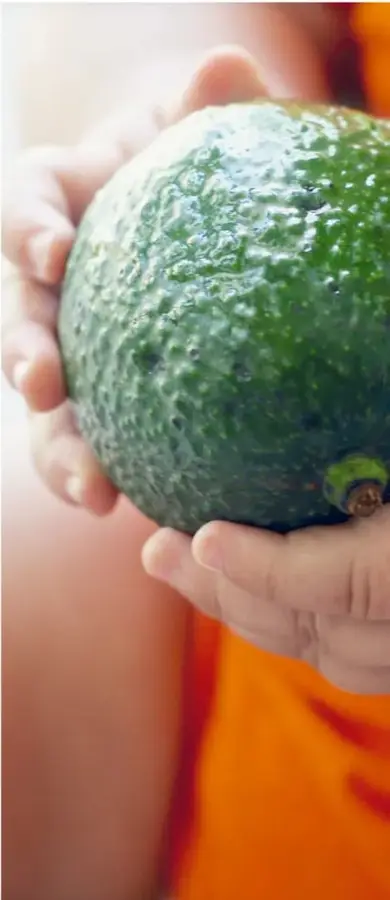 Fotografía de manos de niño sujetando un aguacate grande de piel rugosa verde oscuro, con ropa anaranjada al fondo.