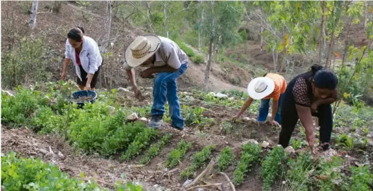 Fotografía de cuatro personas (dos con sombrero) trabajando en una parcela agrícola en pendiente, sembrando o cosechando hileras de cultivos verdes en un terreno con árboles alrededor.
