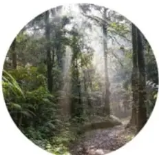Fotografía circular de un bosque húmedo con niebla entre los árboles (Selva).