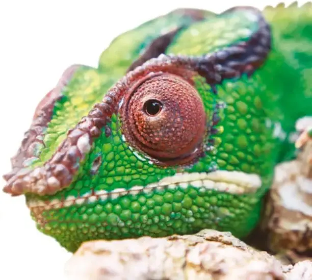 Cabeza de un camaleón verde con crestas y un ojo rojo anaranjado grande, sobre una rama.
