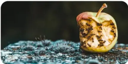 Fotografía de hormigas alimentándose de un pedazo de fruta (manzana) picoteado sobre una superficie de piedra con musgo.