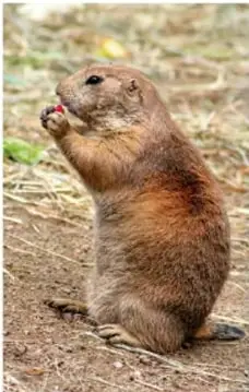 Perrito llanero mexicano de pie sobre el suelo, especie endémica del noreste de México.